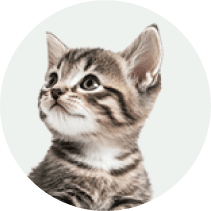 Real Kitten