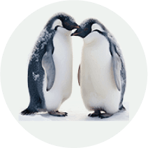 Real Penguin