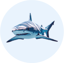 Real Shark