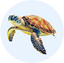 Real Turtle