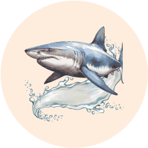 Shark_OK
